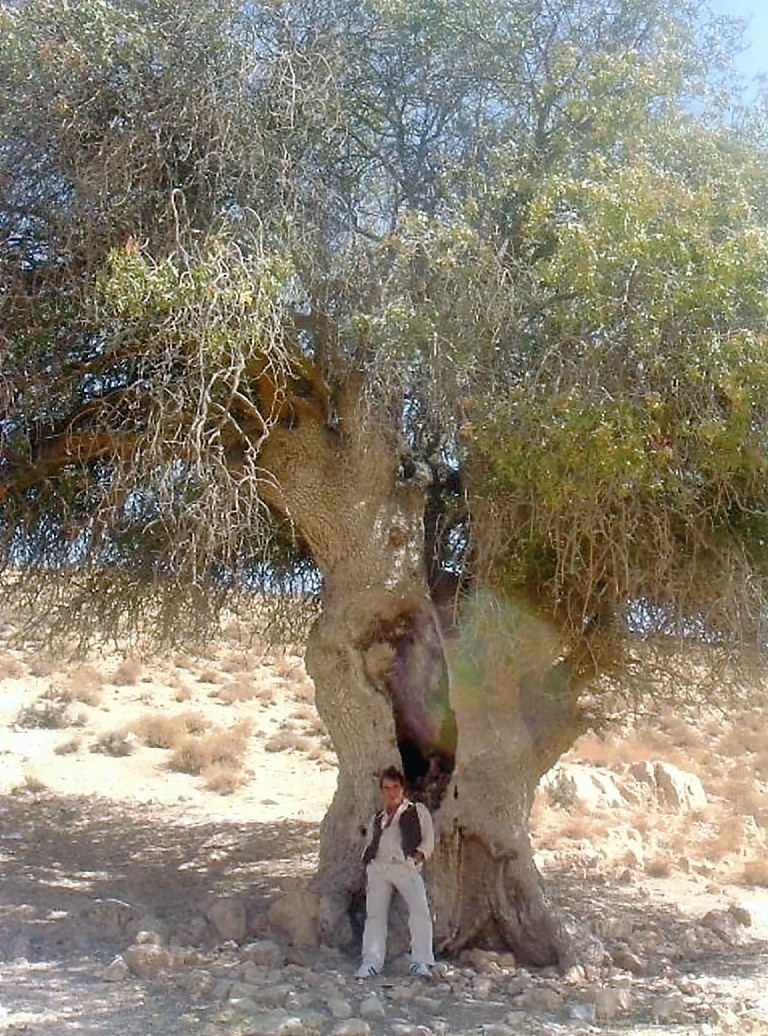 3000 year old tree